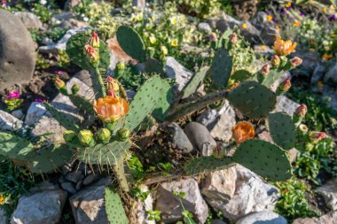 Opuntia ficus-indica doğada portakal çiçekleri ile