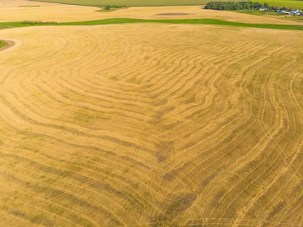 Bovenaanzicht van een veld met afgeschuurd granen — Stockfoto