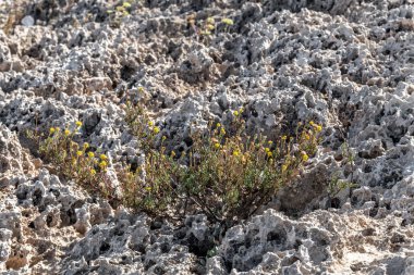 Kıbrıs adasında bir volkanik kaya. Arka plan