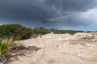 Kıbrıs adasının doğası-taşlar, kum ve bitkiler