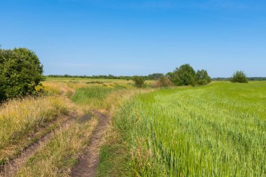 Rusya'da bir yol ve buğday tarlası ile kırsal peyzaj