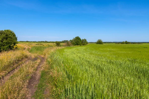 Peisaj rural cu un drum și un câmp de grâu în Rusia — Fotografie, imagine de stoc