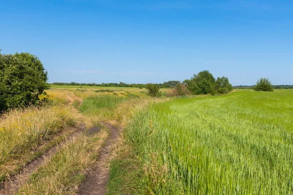 Peisaj rural cu un drum și un câmp de grâu în Rusia — Fotografie, imagine de stoc
