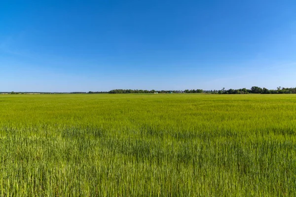 Field of young green wheat in a Russia — Stock Photo, Image