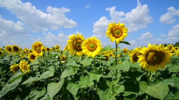 Landwirtschaftlicher Anbau von Sonnenblumen auf dem Feld. Russland — Stockvideo
