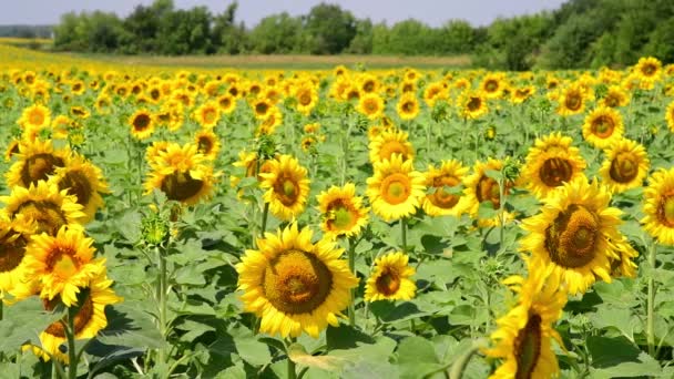 Landwirtschaftlicher Anbau von Sonnenblumen auf dem Feld. Russland — Stockvideo