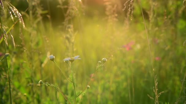 Nádherná letní krajina s trávou při západu slunce. Rusko — Stock video
