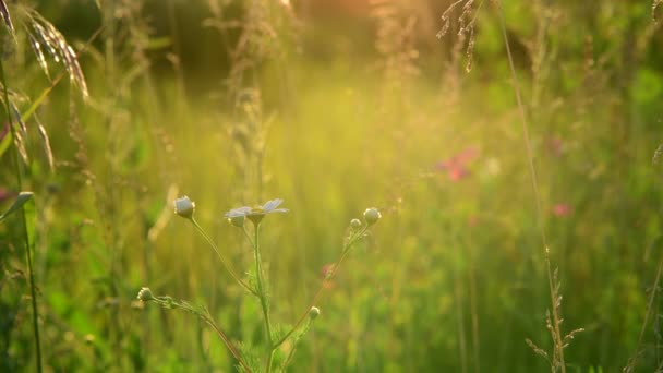 Vackert sommar landskap med gräs vid solnedgången. Ryssland — Stockvideo