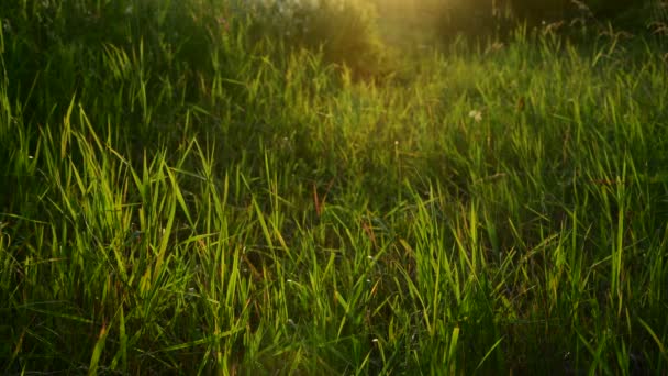 夕阳下，美丽的草在背光下。俄罗斯 — 图库视频影像