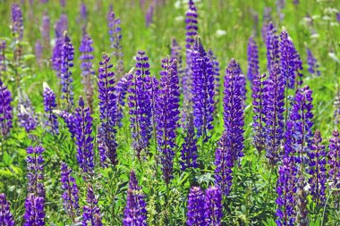 Çiçeklenme lupins ile birçok güzel Glade