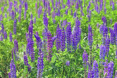 Çiçeklenme lupins ile birçok güzel Glade