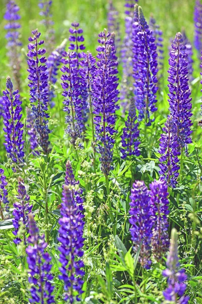 Çiçeklenme lupins ile birçok güzel Glade — Stok fotoğraf