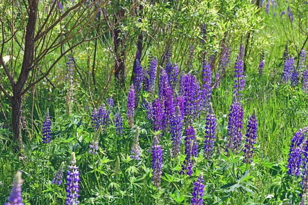 Muitos bela clareira com lupins florescendo — Fotografia de Stock