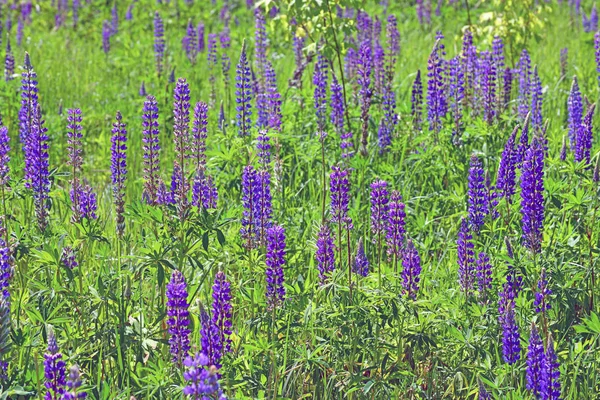 Belle clairière avec des lupins en fleurs — Photo