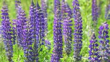 Çiçeklenme lupins ile birçok güzel Glade