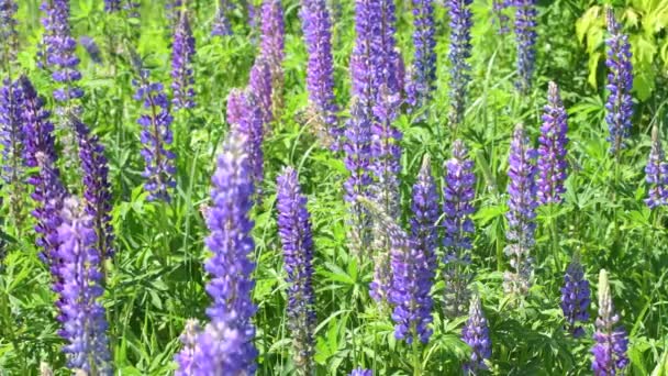 Many beautiful glade with blooming lupins — Stock Video
