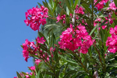 Güneşli bir günde güzel pembe çiçekli oleander