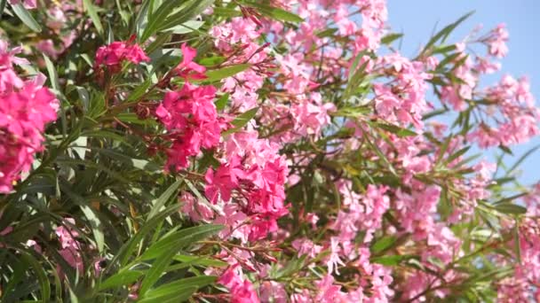 Güneşli bir günde güzel pembe çiçekli oleander — Stok video