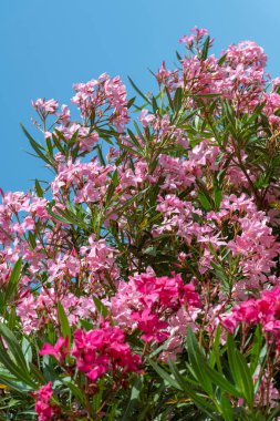 Güneşli bir günde güzel pembe çiçekli oleander