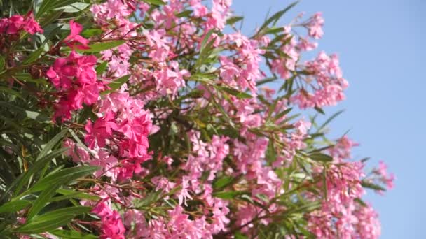 Krásný růžový kvetoucí oleandry za slunečného dne — Stock video