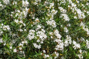 Güneşli bir günde güzel beyaz çiçekaçan oleander
