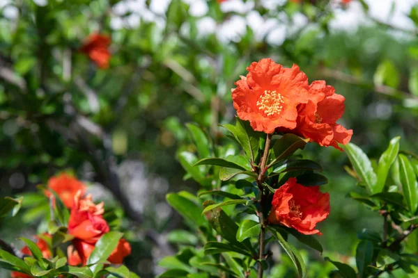 Arbusto de romã florido com flores vermelhas — Fotografia de Stock