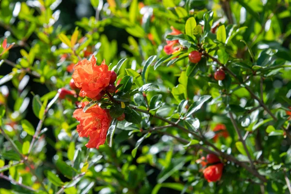 Flowering pomegranate bush with a red flowers — Stock Image Flowering pomegranate bush with a red flowers Stock Photo