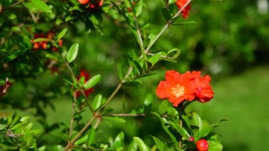 Kırmızı çiçekli çiçekli nar çalısı