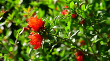 Kırmızı çiçekli çiçekli nar çalısı