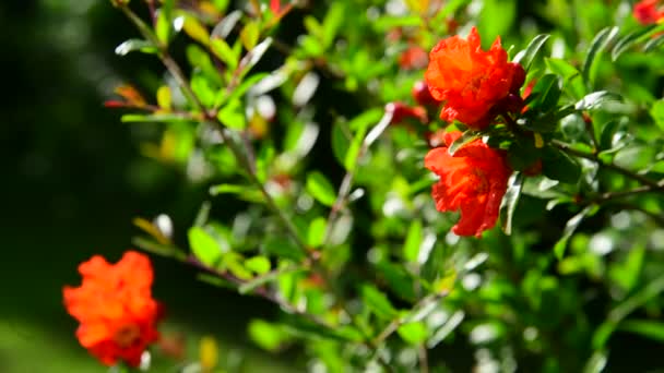 Blühender Granatapfelstrauch mit roten Blüten — Stockvideo