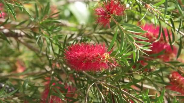 Kırmızı şişe fırça ağacı - bir Callistemon olduğunu — Stok video