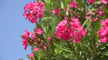Güneşli bir günde güzel pembe çiçekli oleander