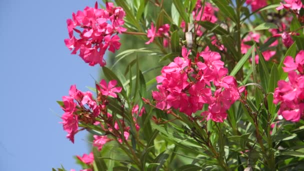 Beautiful pink blooming oleander on a sunny day — Stock Video