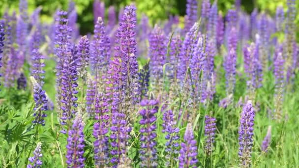 Çiçeklenme lupins ile birçok güzel Glade — Stok video