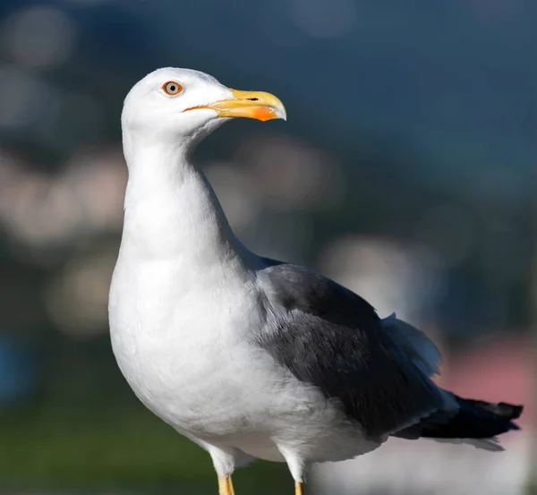 Yetişkin siyah beyaz martı doğada — Stok fotoğraf