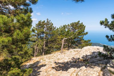 Kırım'da Ah-Petri Dağı'nda kozalaklı ağaç