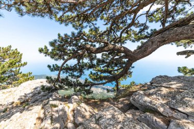 Kırım'da Ah-Petri Dağı'nda kozalaklı ağaç