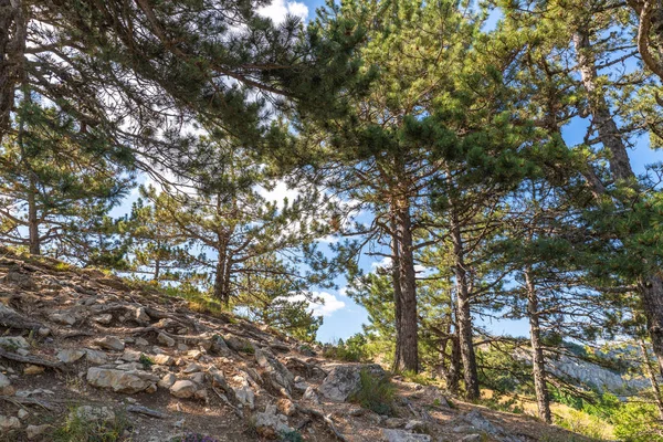 Barrträd på ett Mount Ah-Petri i Krim — Stockfoto