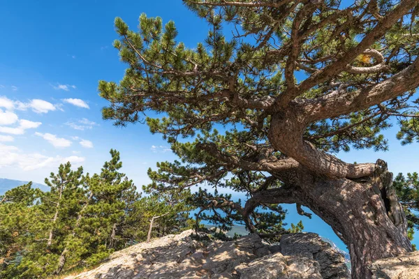 Schöner Nadelbaum auf dem Berg ah-petri auf der Krim — Stockfoto