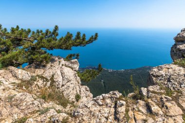 Kırım'da Ah-Petri dağının üzerinde güzel iğne yapraklı ağaç