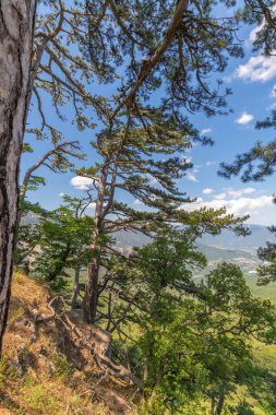 Kırım'da bir dağda güzel iğne yapraklı ağaç