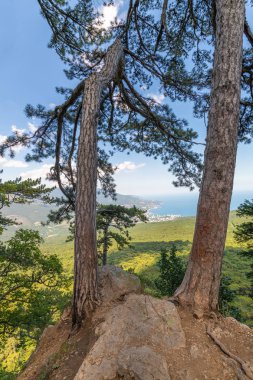 Kırım'da bir dağda güzel çam ağacı