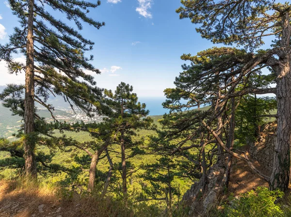 Schöner Nadelbaum auf einem Berg auf der Krim — Stockfoto