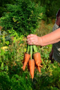 Eller havuç bir avuç tutun. Açık havada