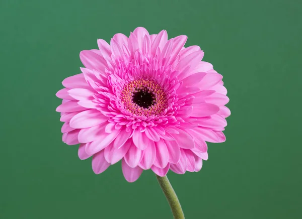 Gerbera roz frumos pe un fundal verde — Fotografie, imagine de stoc