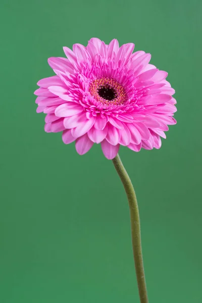 Hermosa gerbera rosa sobre un fondo verde — Foto de Stock