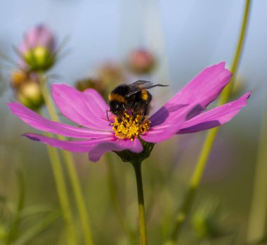 Doğa üzerinde pembe bir papatya çiçek üzerinde Bumblebee