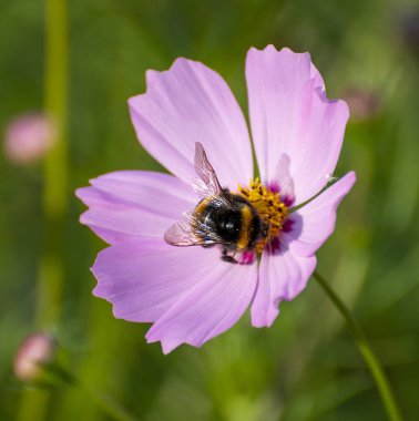 Doğa üzerinde pembe bir papatya çiçek üzerinde Bumblebee