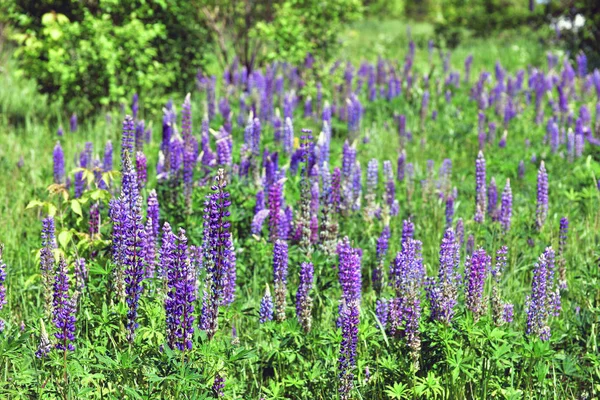 Belle clairière avec des lupins en fleurs — Photo