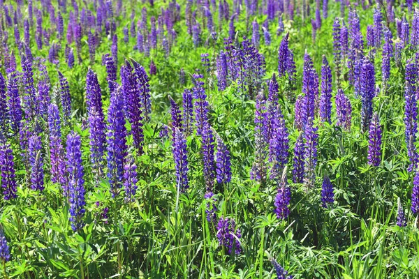 Beaucoup de belle clairière avec des lupins en fleurs — Photo